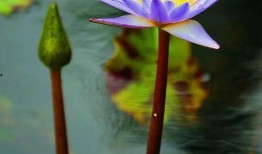 小嘉的前男友爆料视频,揭秘昔日恋情内幕