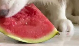 网红视频吃瓜狗是真的吗,真相揭秘