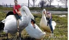 赤峰大鹅被爆料视频曝光,视频曝光引发社会关注