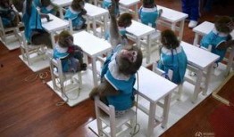 12只猴子在线观看,穿越时空的惊悚冒险