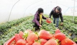 徽县吃瓜网红,揭秘当地美食文化新风尚