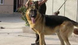 狼狗最新爆料视频大全播放,揭秘娱乐圈幕后真相