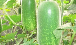 善堂网红吃瓜视频大全集,揭秘娱乐圈幕后真相