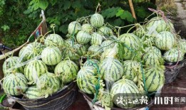 康县网红吃瓜是什么意思,揭秘网络热点的背后故事
