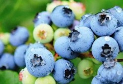 蓝莓网友爆料视频,揭秘神秘事件真相！