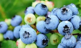 蓝莓网友爆料视频,揭秘神秘事件真相！