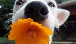 网红视频吃瓜狗是真的吗,真相揭秘