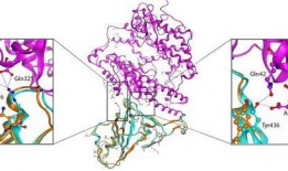 新型冠状病毒病最新爆料,揭秘变异株与防控策略