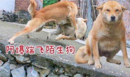 爆料狗狗打架视频大全图片,盘点萌宠间的热血对决