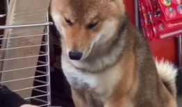 狼狗最新爆料视频大全播放,揭秘娱乐圈幕后真相