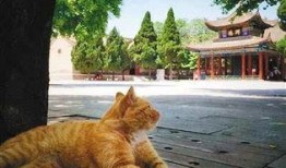 聋哑人网红猫吃瓜,萌态可掬引网友热议