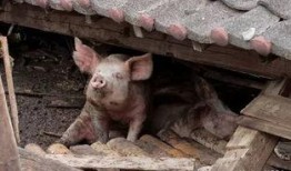 小猪兜儿开车视频爆料,揭秘明星日常出行瞬间