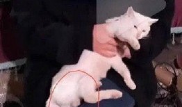 网友爆料有只猫的视频