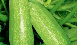 网红周丽珊吃瓜视频,揭秘娱乐圈幕后真相