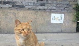 聋哑人网红猫吃瓜,萌态可掬引网友热议