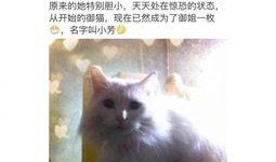 娱乐吃瓜君虐猫,道德底线何在？