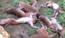 12只猴子在线观看,穿越时空的惊悚冒险