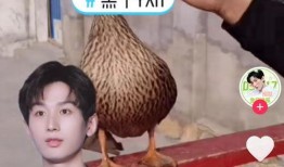 成毅搞笑爆料视频,揭秘娱乐圈幕后趣事