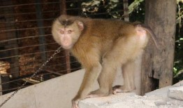 12只猴子在线观看,穿越时空的惊悚冒险